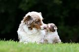 BERGER AUSTRALIEN - ADULT & PUPPY 098